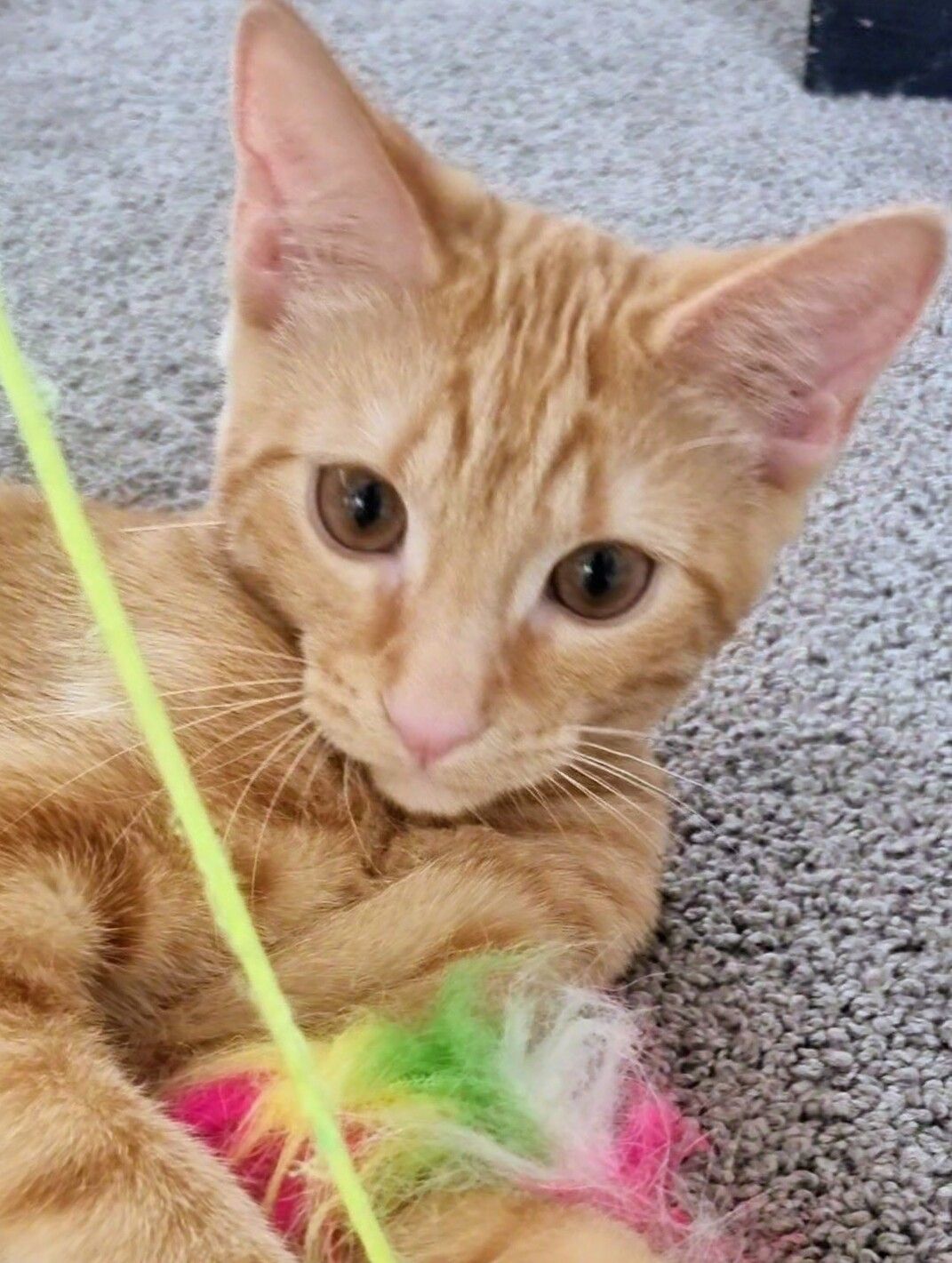 Gallery image: Hammie