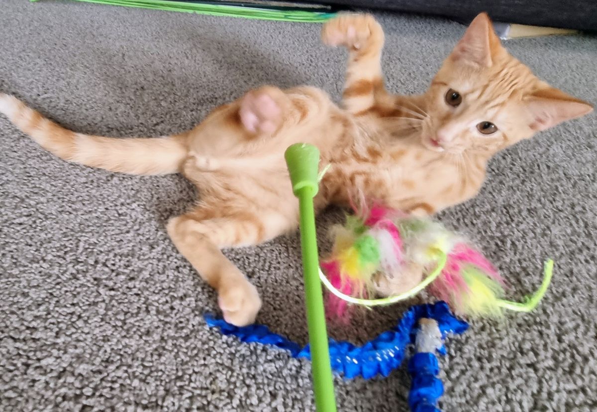 Gallery image: Hammie