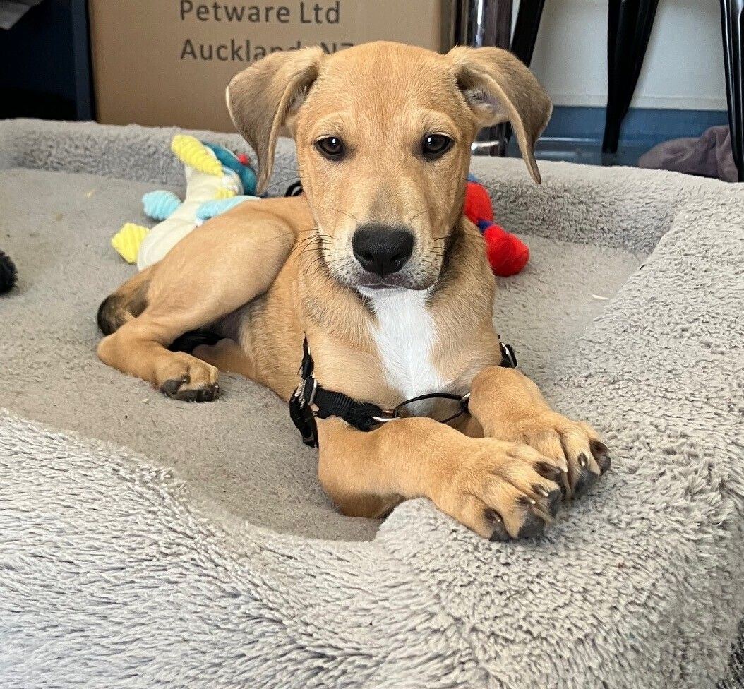 Gallery image: Marshall