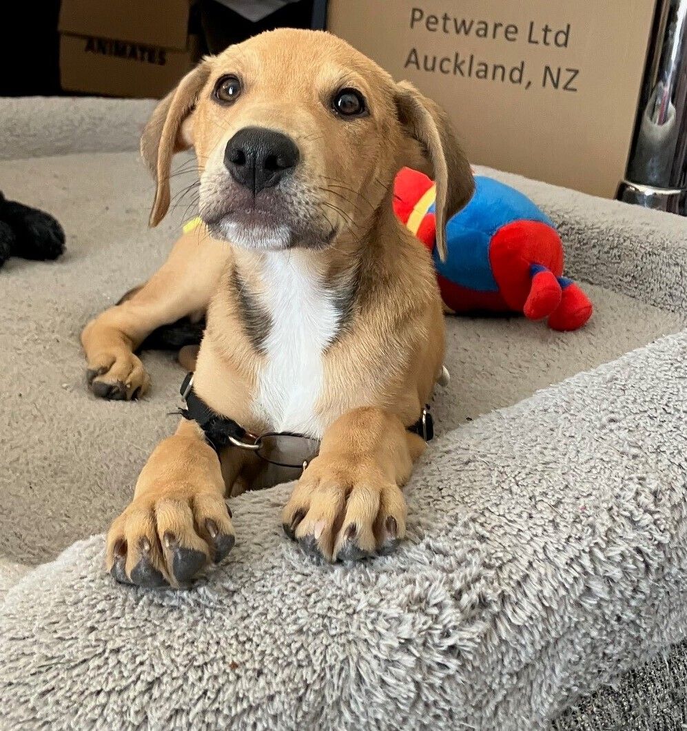 Gallery image: Marshall