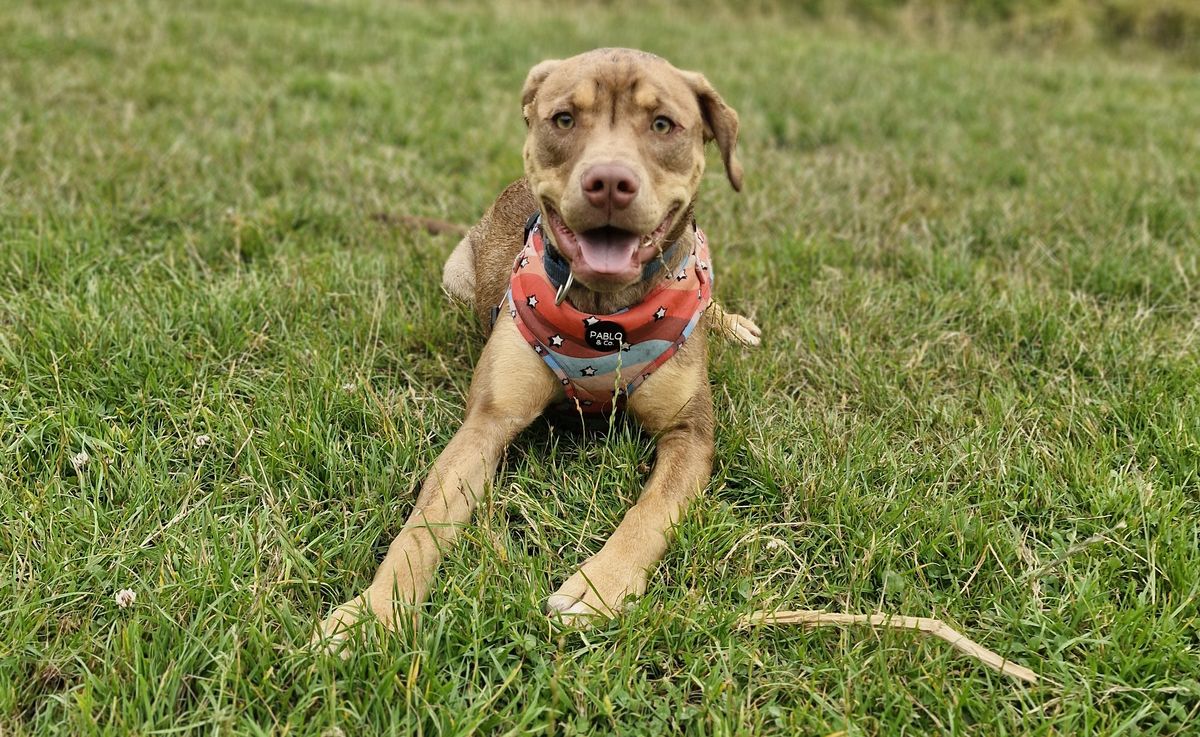 Gallery image: Frodo