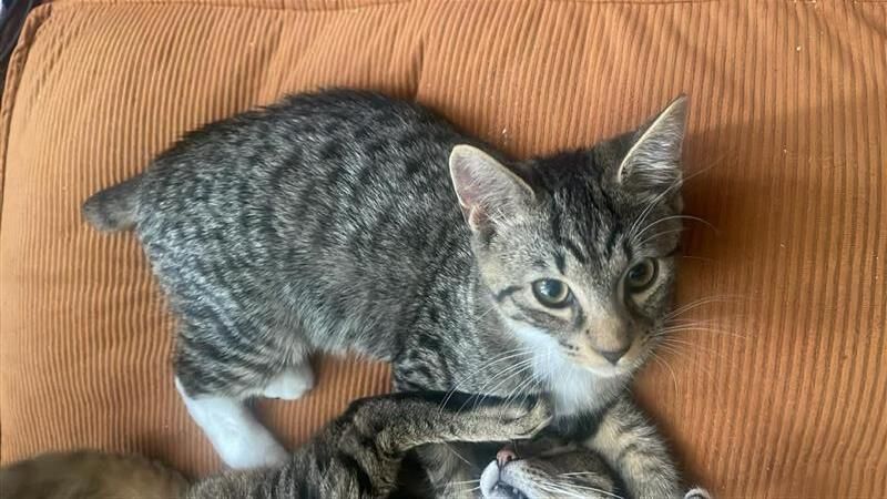 Gallery image: Ravioli