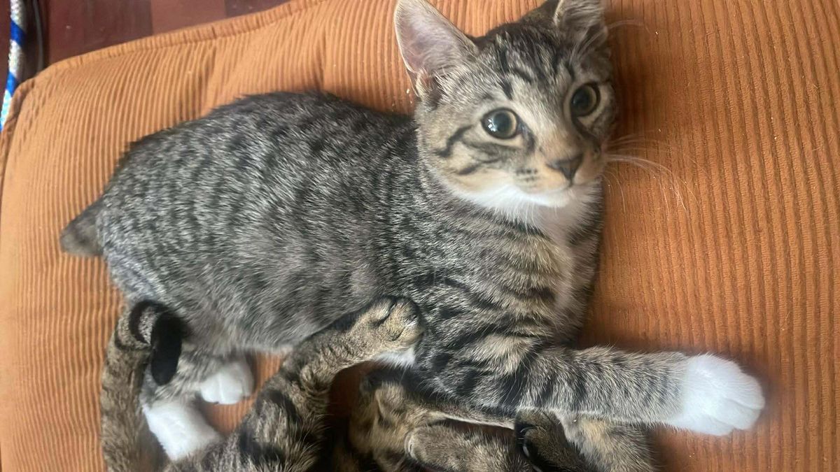 Gallery image: Ravioli