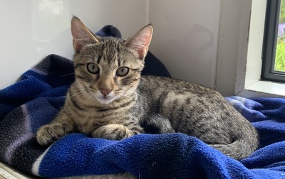 Merlot - Domestic Short Hair