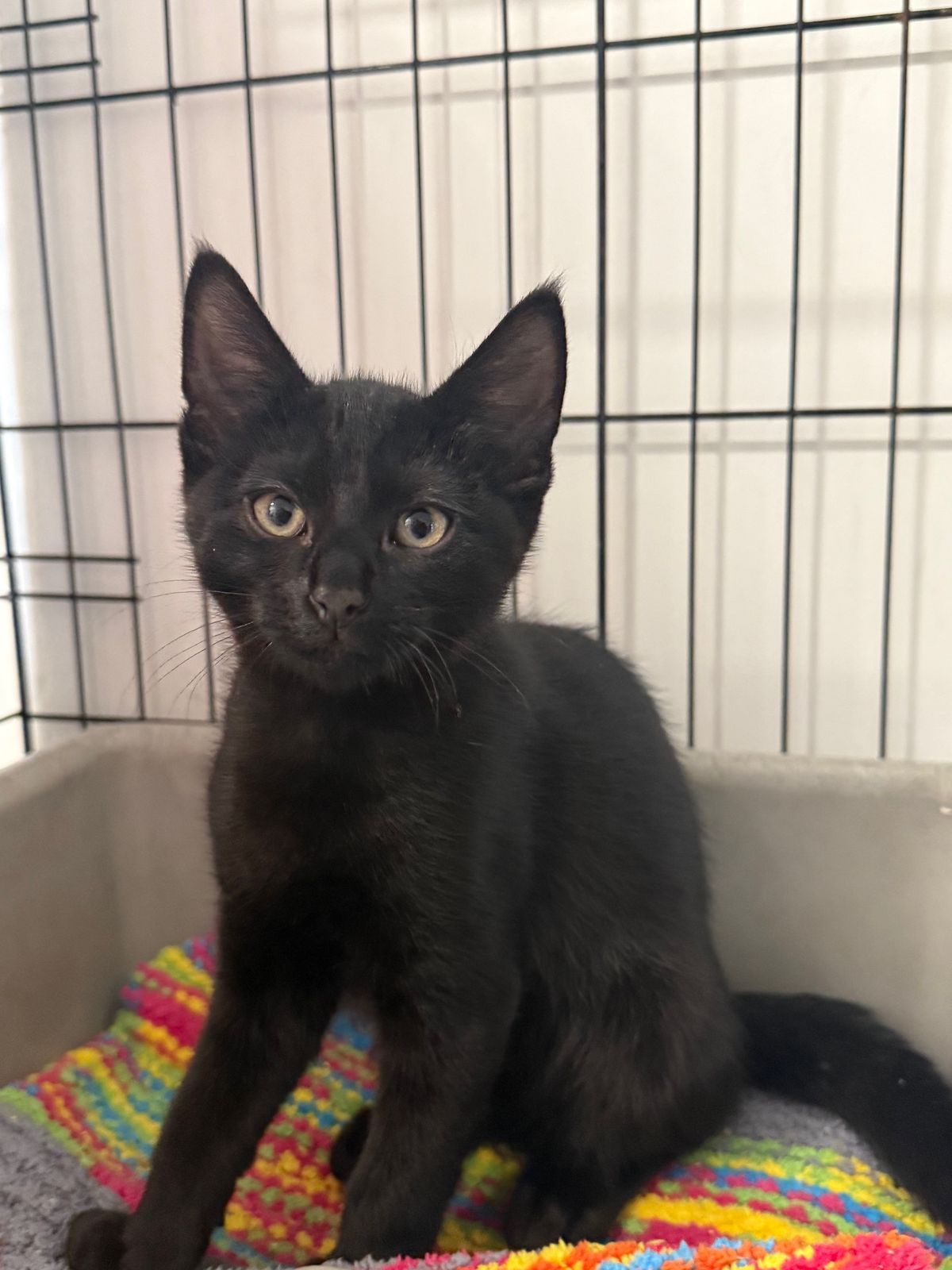 Gallery image: Hokey