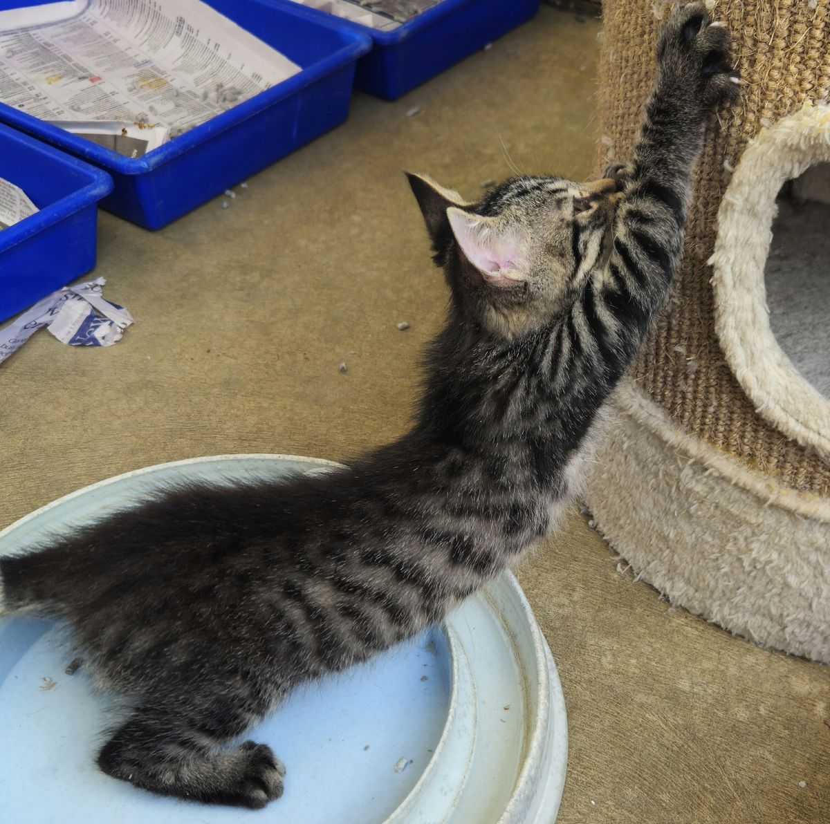 Gallery image: Tuppence