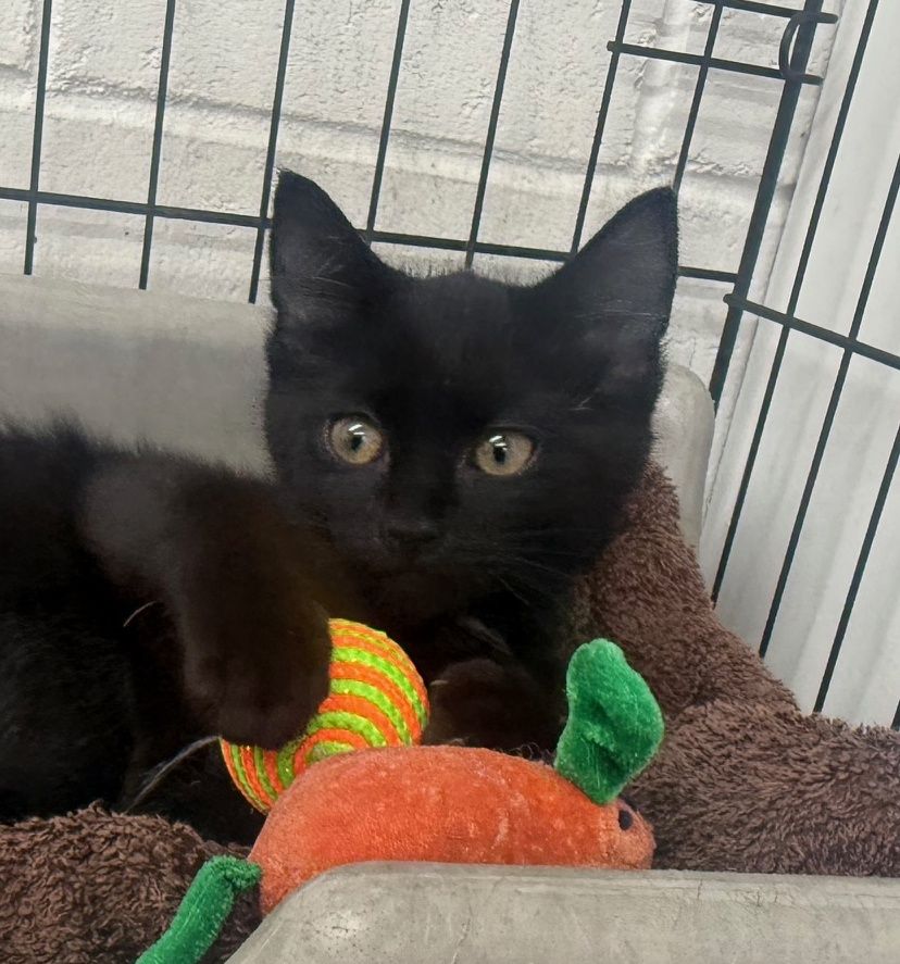 Gallery image: Panther