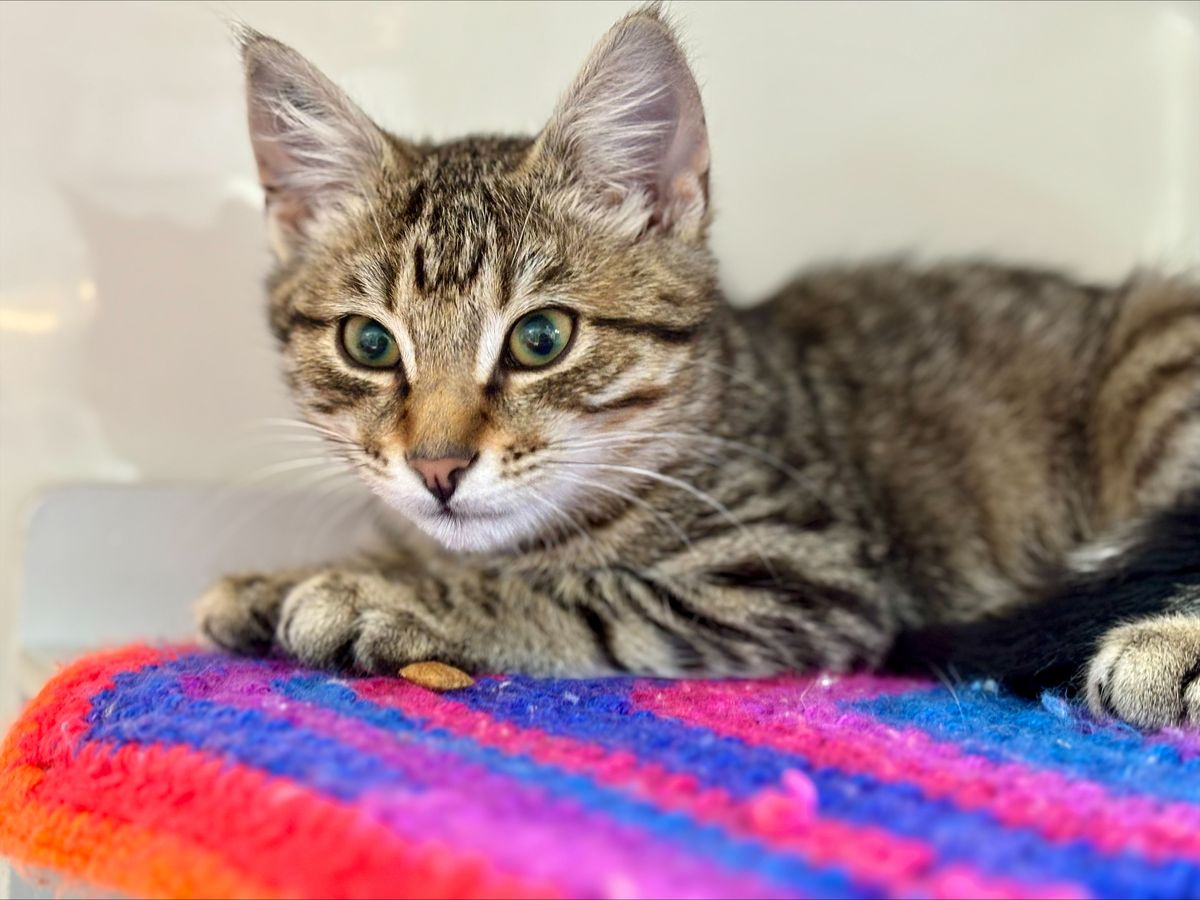 Gallery image: Cedar