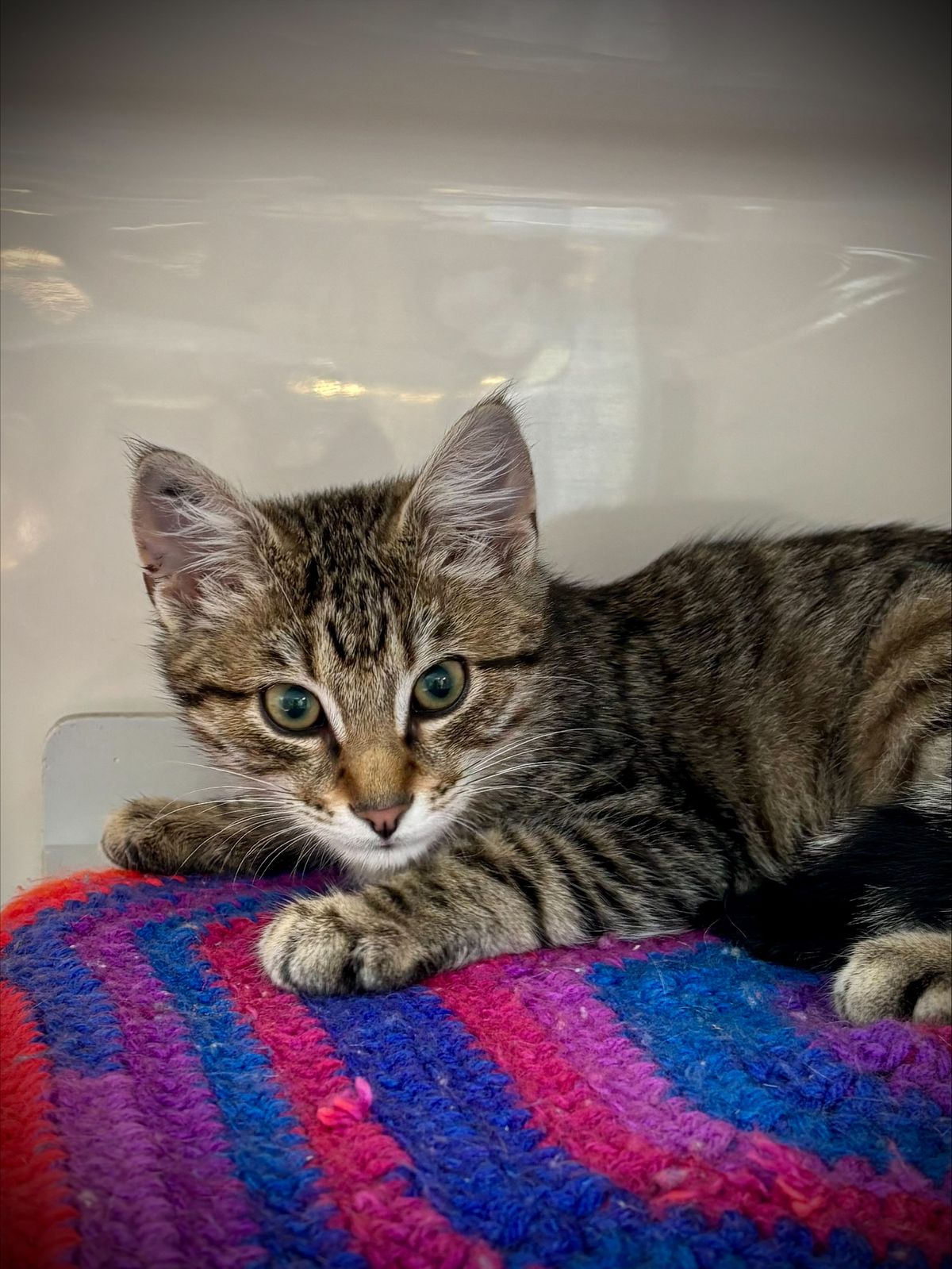 Gallery image: Cedar