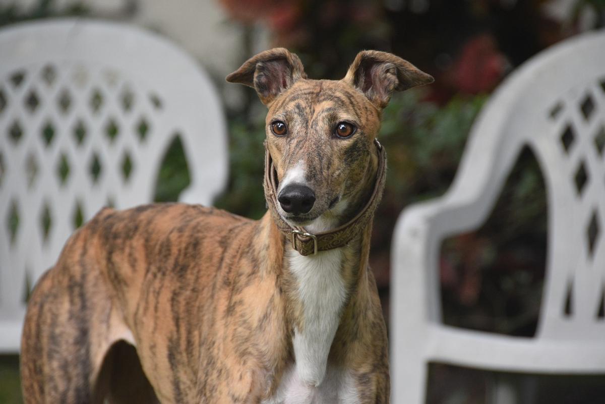 Greyhounds make great donors but many other breeds can donate