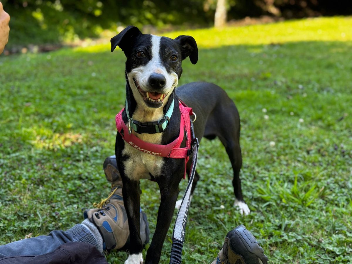 Gallery image: Midge