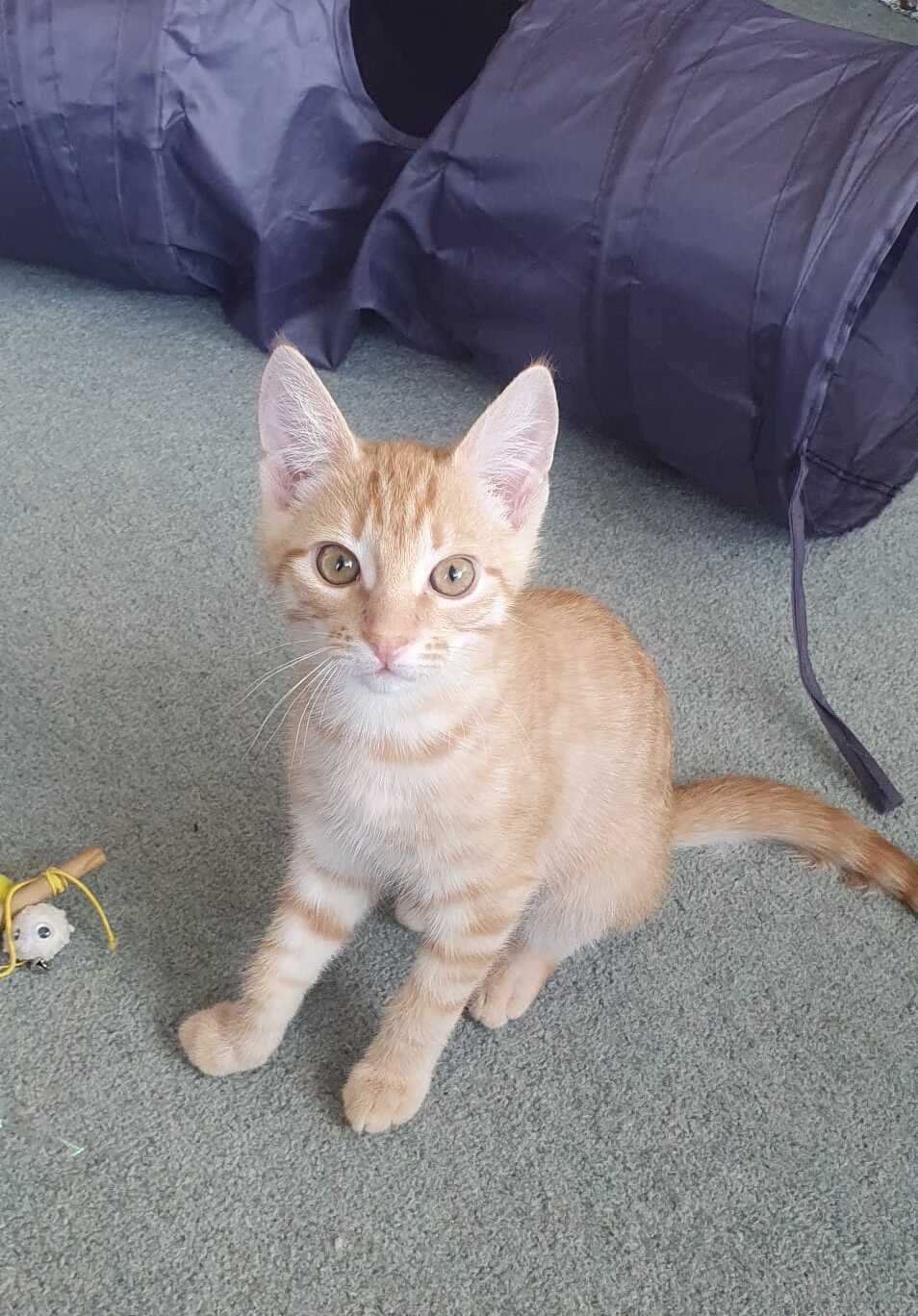 Gallery image: Donald 