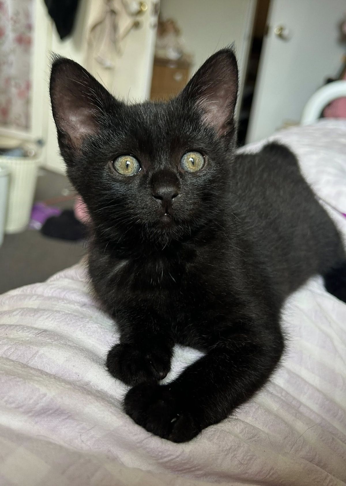 Gallery image: Frank