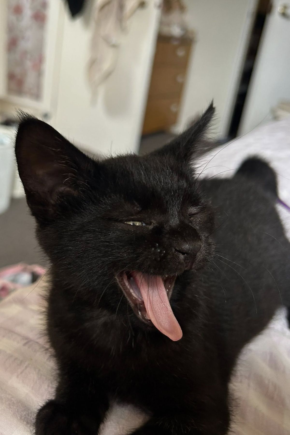 Gallery image: Frank