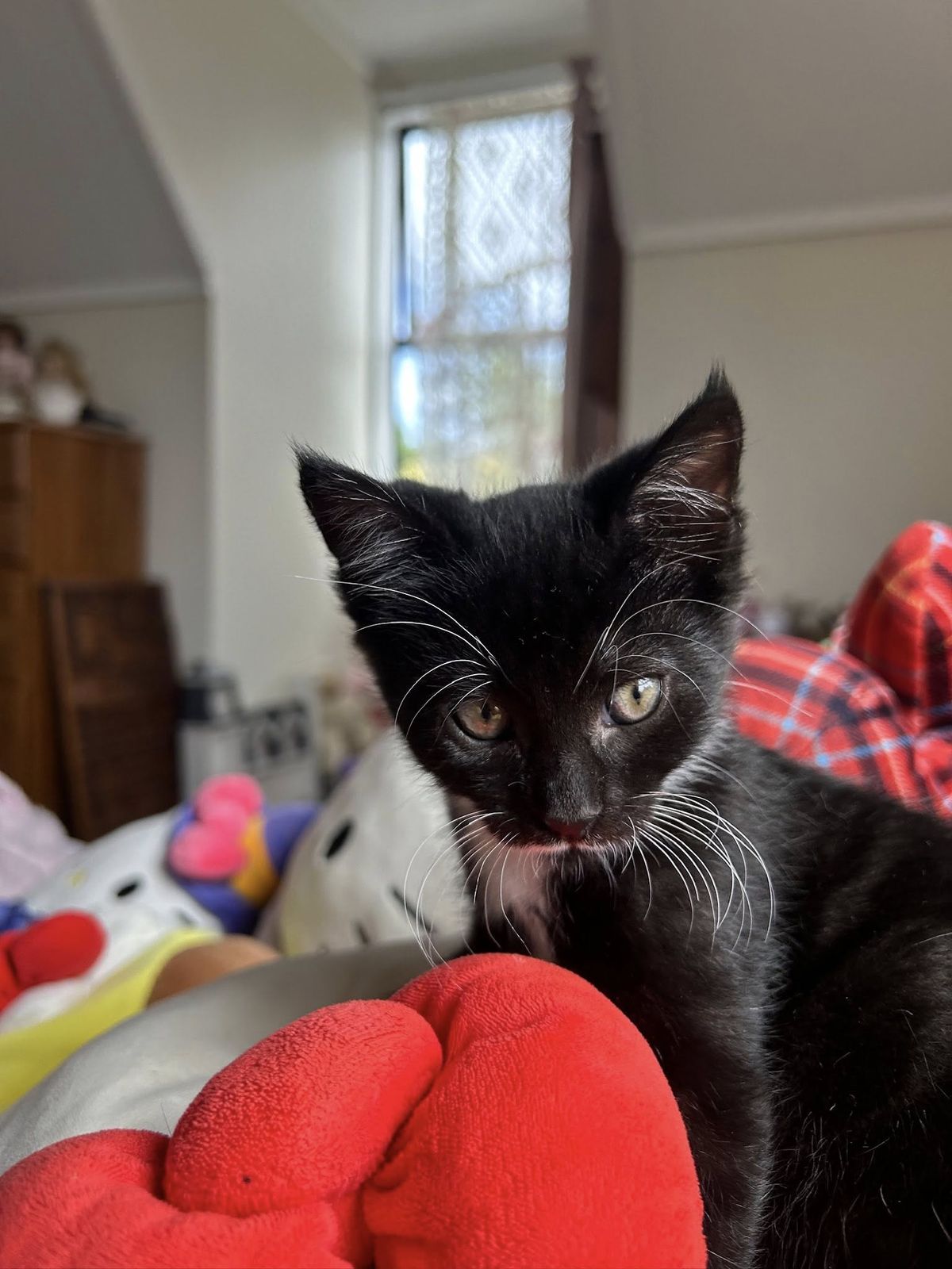 Gallery image: Badger