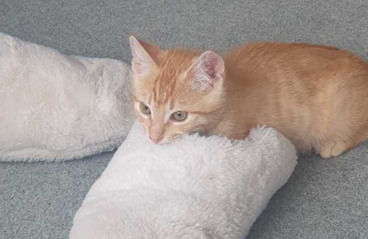 Gallery image: Donald 