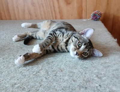 Gabby - Domestic Short Hair