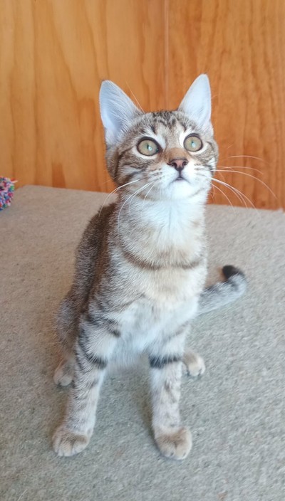 Ginnie - Domestic Short Hair