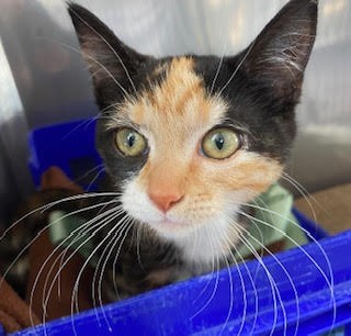 Tulip - Domestic Short Hair