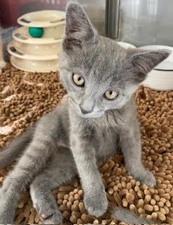 Gallery image: Goofy