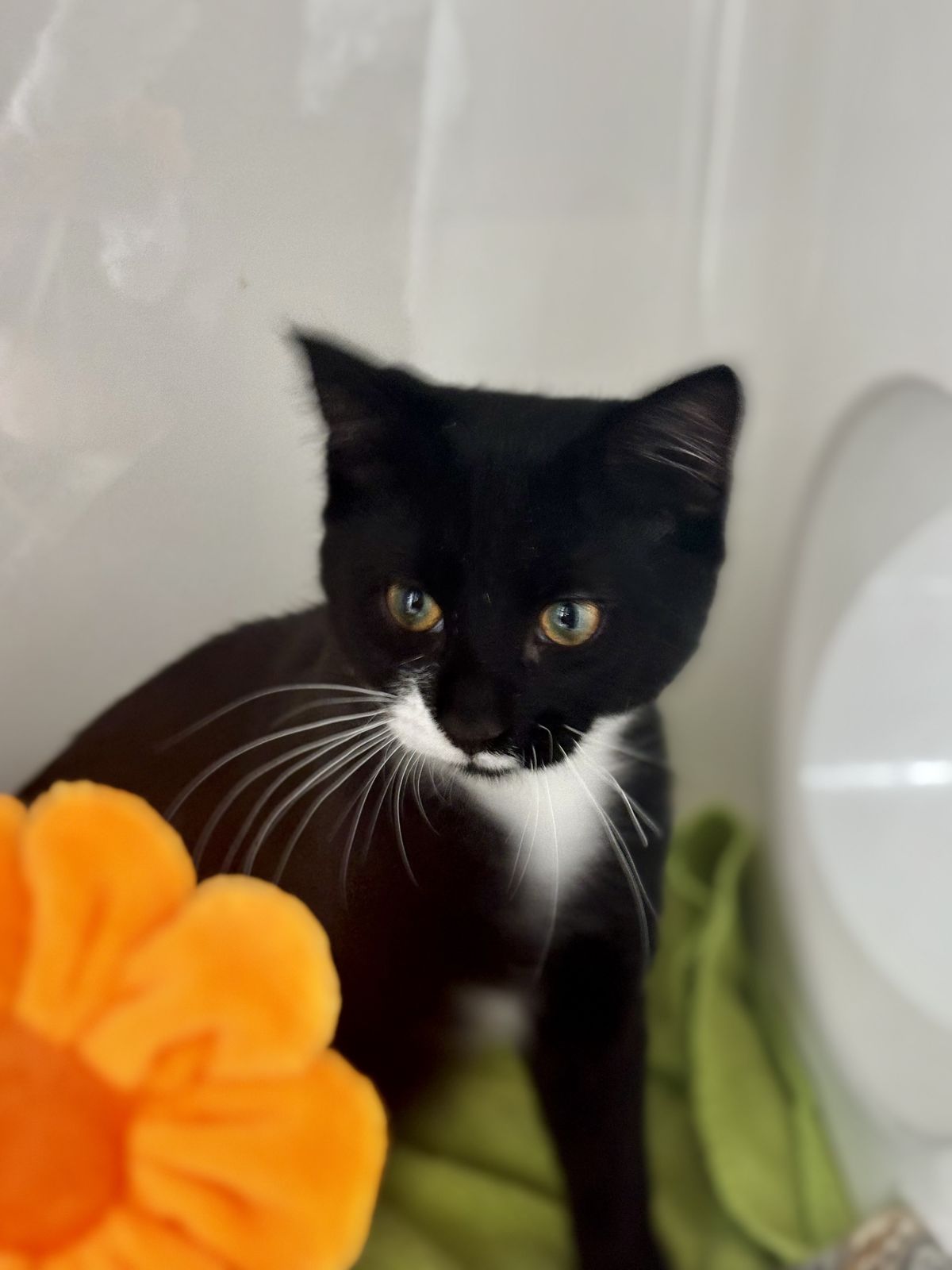 Gallery image: McNugget