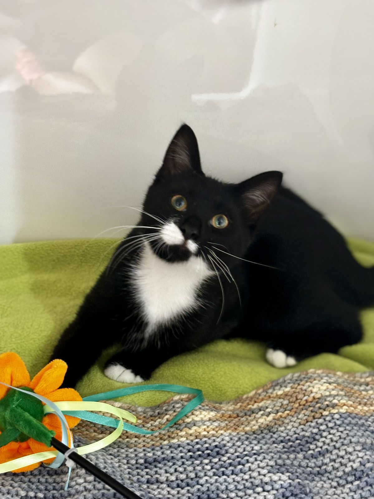 Gallery image: McNugget