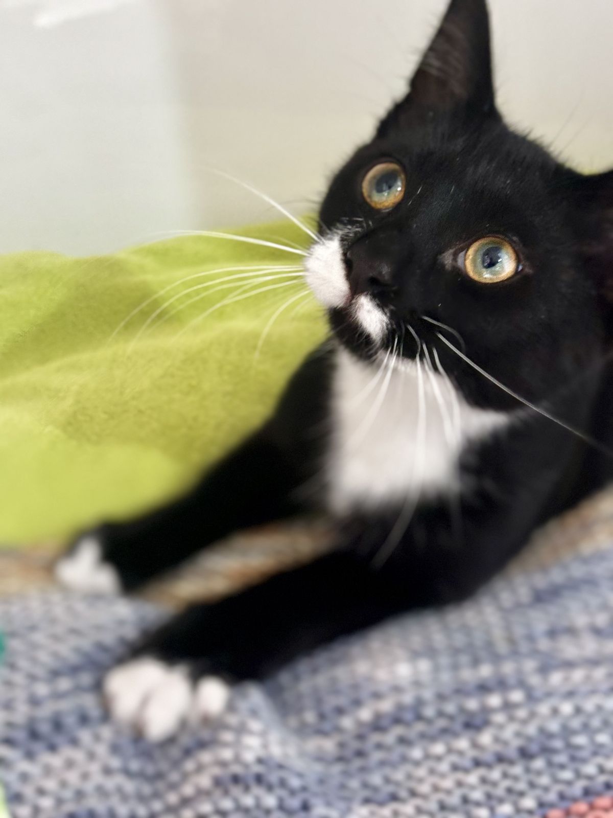 Gallery image: McNugget