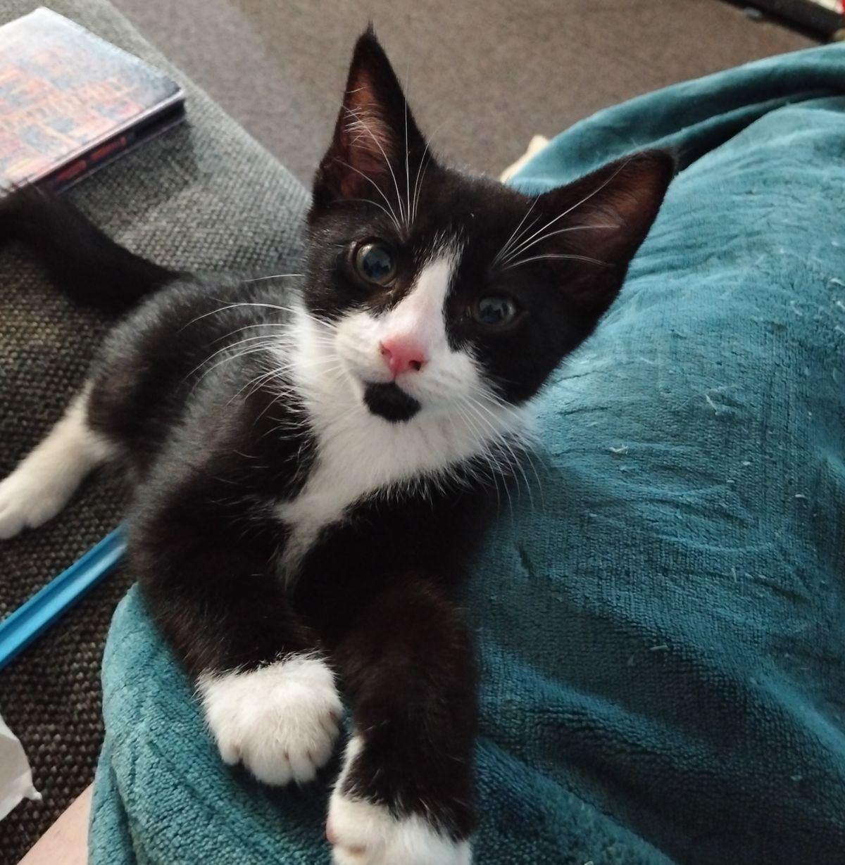 Gallery image: Sparky 