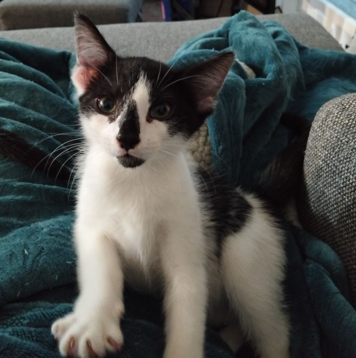 Gallery image: Blaze 