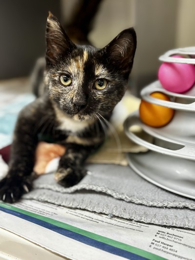 Zhara - Domestic Short Hair