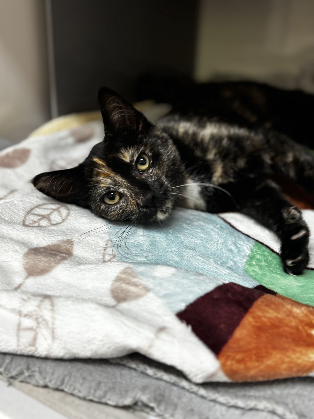 Gallery image: Zhara