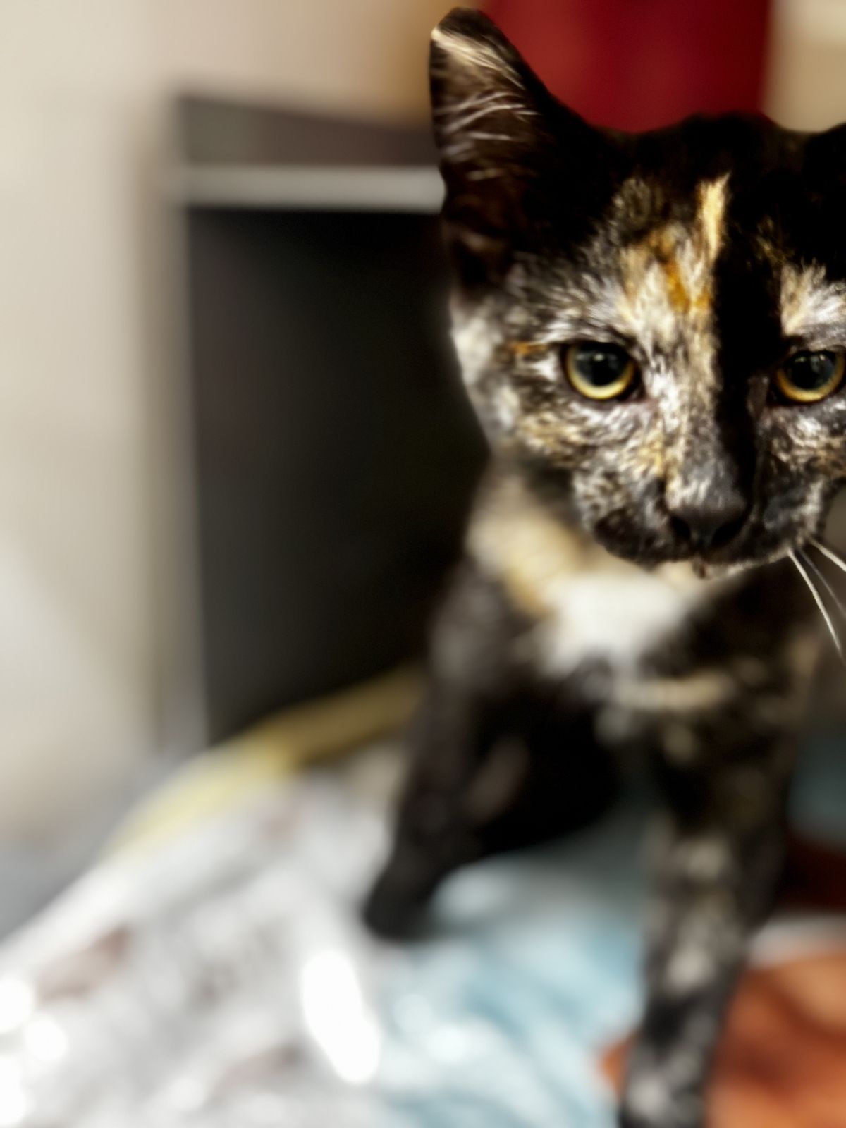 Gallery image: Zhara