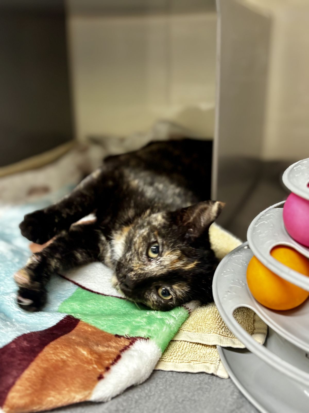 Gallery image: Zhara