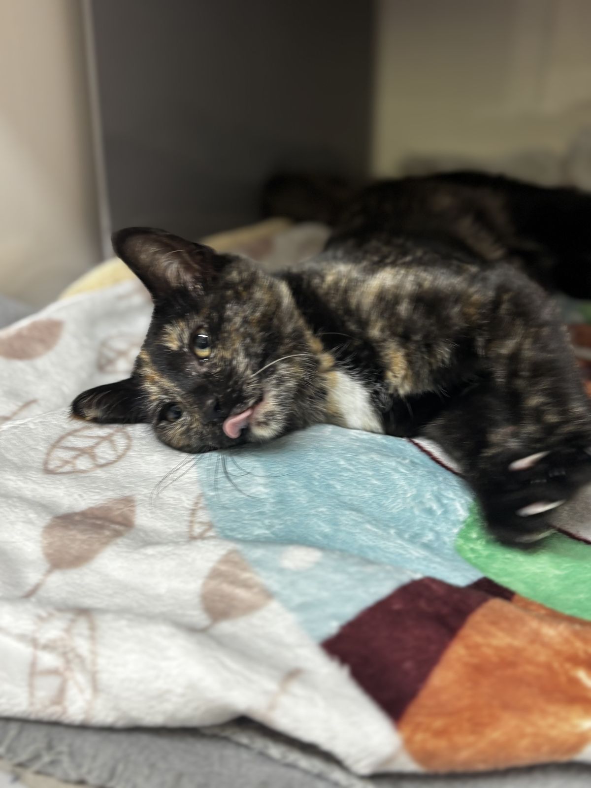 Gallery image: Zhara