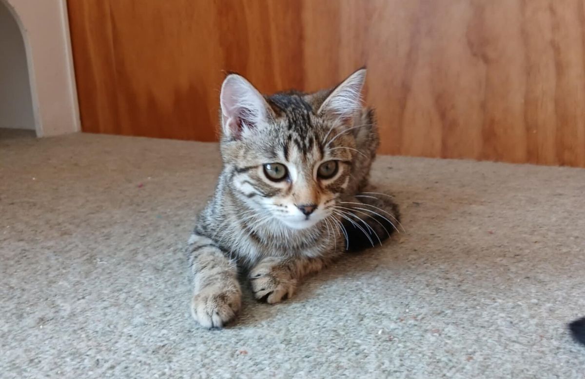 Gallery image: Ginnie