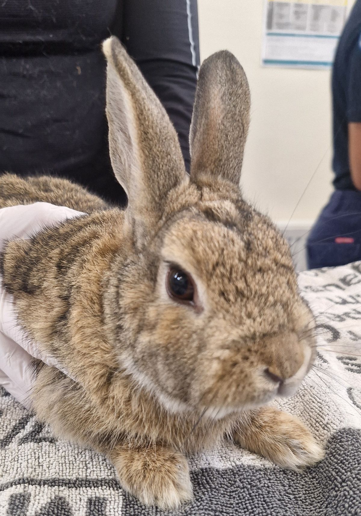 Gallery image: Roger Rabbit