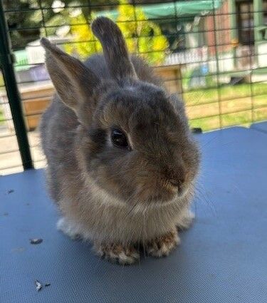 Gallery image: Jessica Rabbit