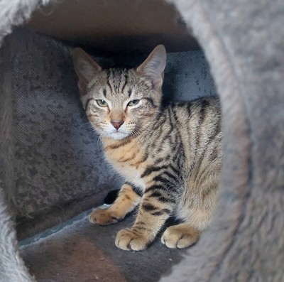 Mitchell - Domestic Short Hair