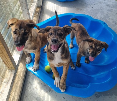 Iggle  - Medium Cross Breed