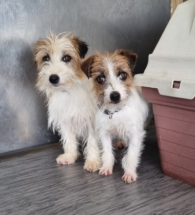 Lily - Jack Russell Terrier