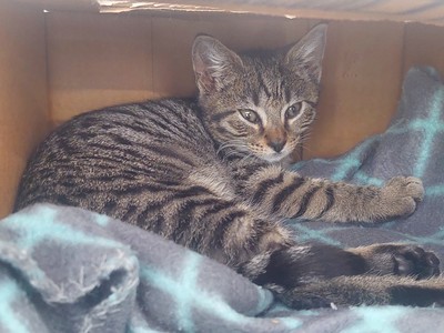 Tearle - Domestic Short Hair