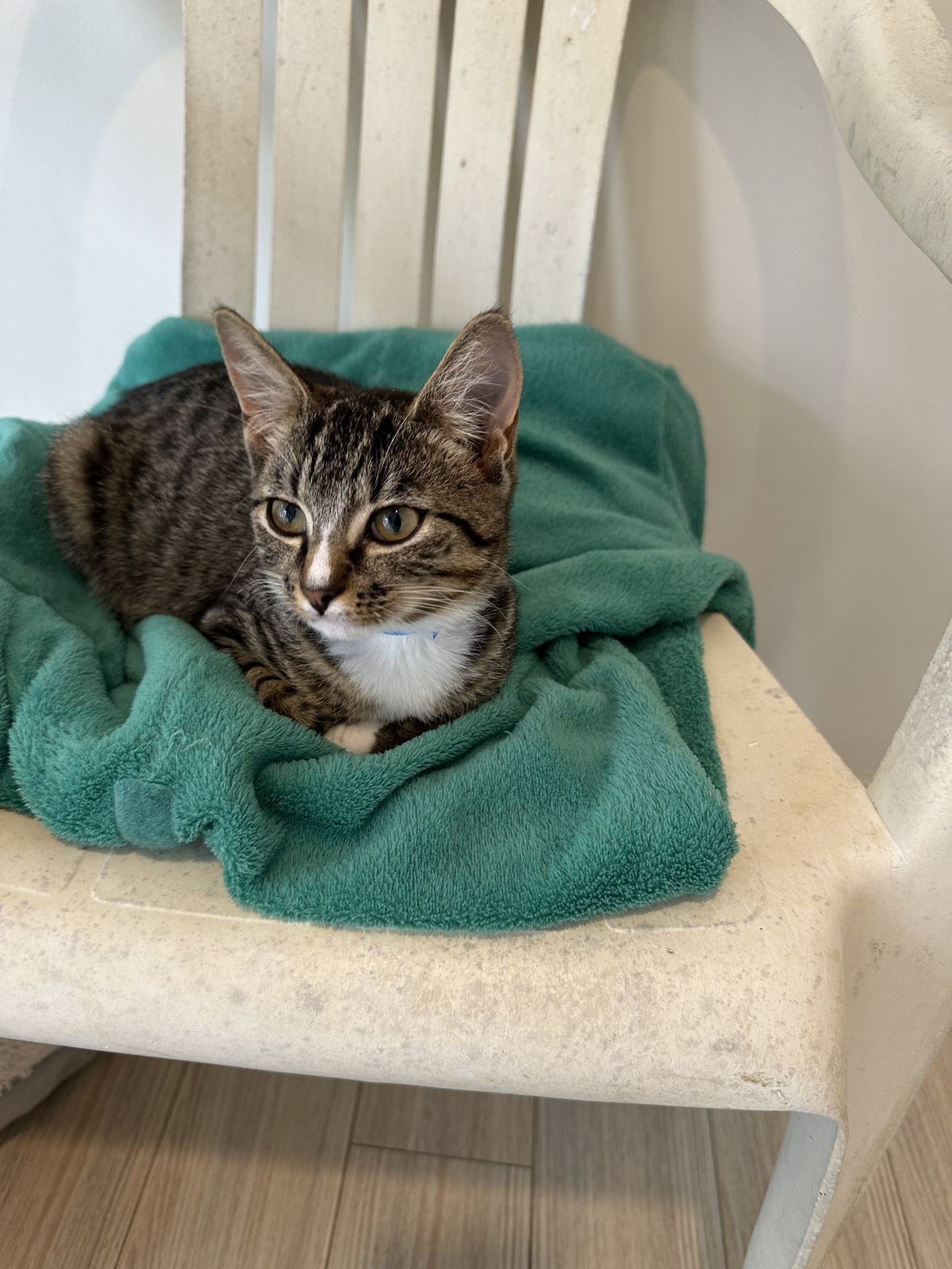 Gallery image: Lichen