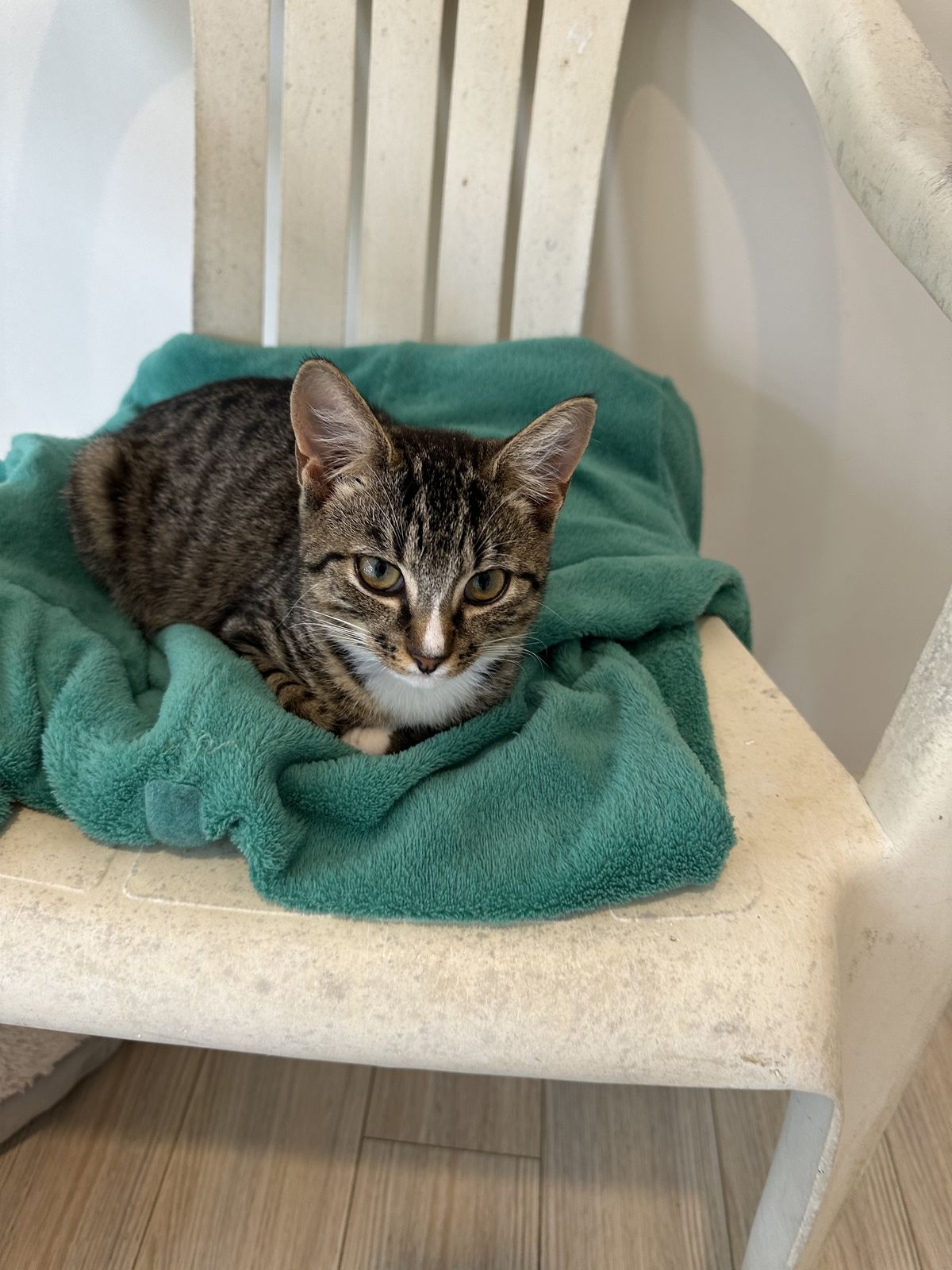 Gallery image: Lichen