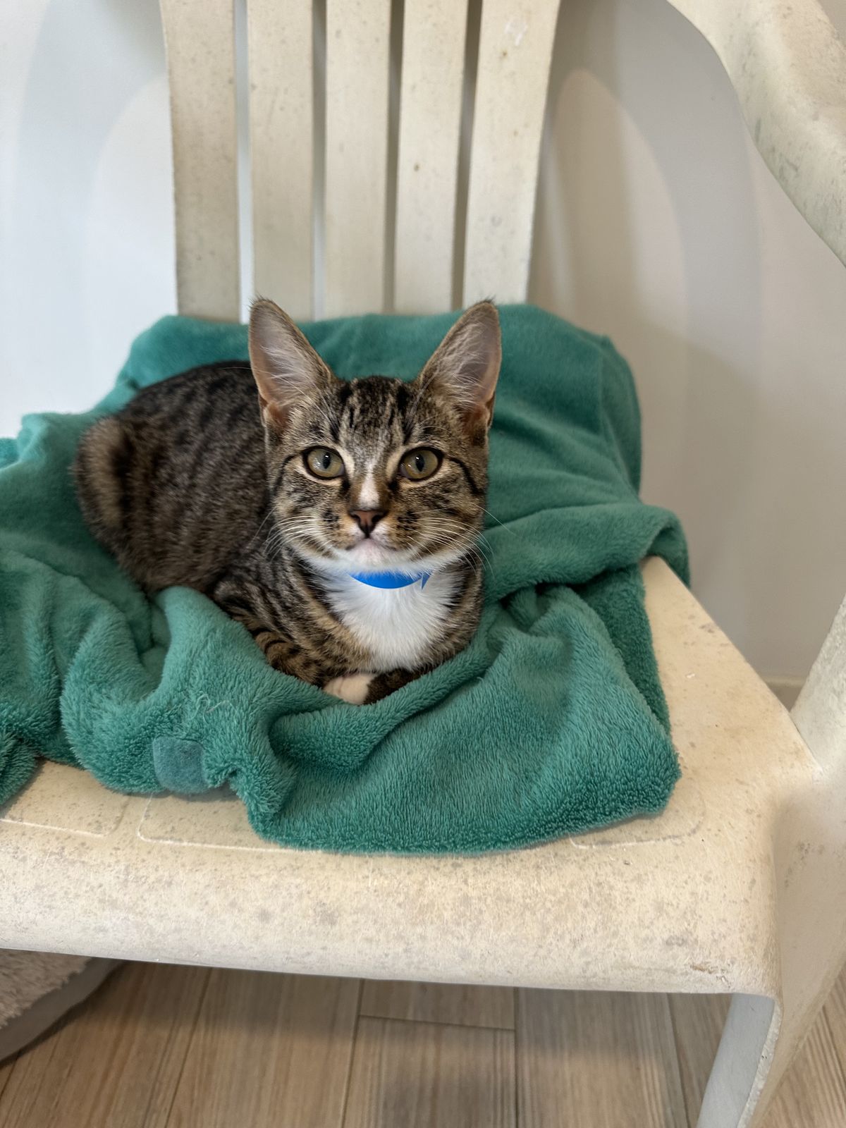 Gallery image: Lichen