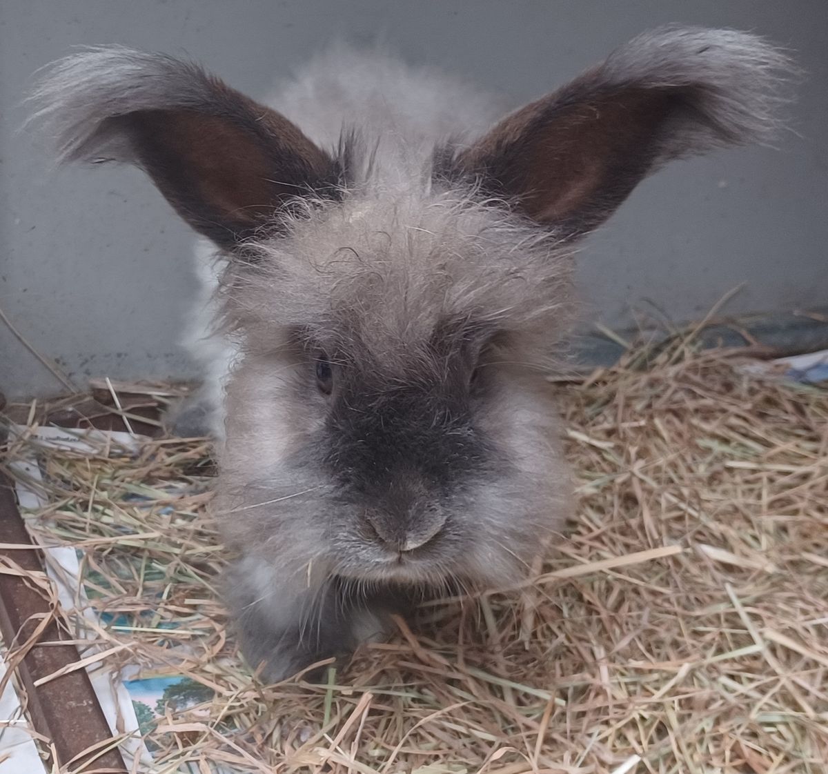 Gallery image: Cashmere