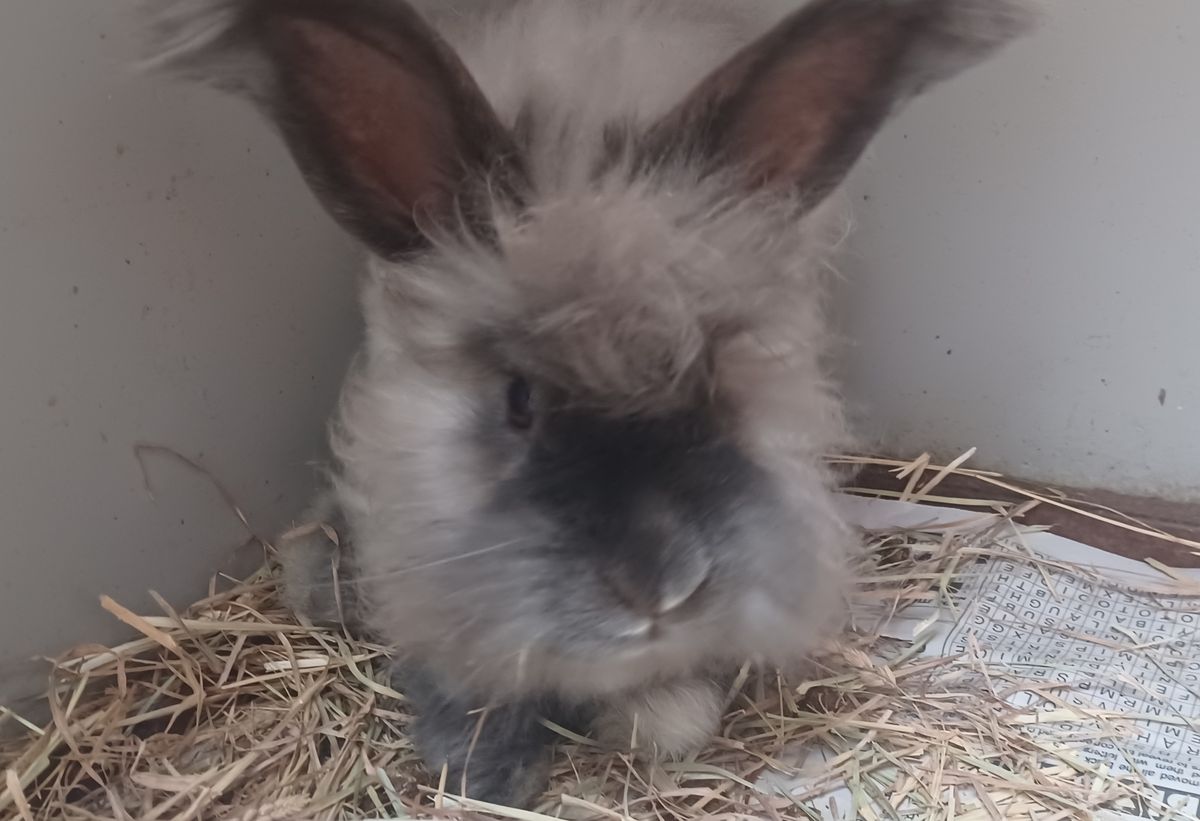 Gallery image: Cashmere