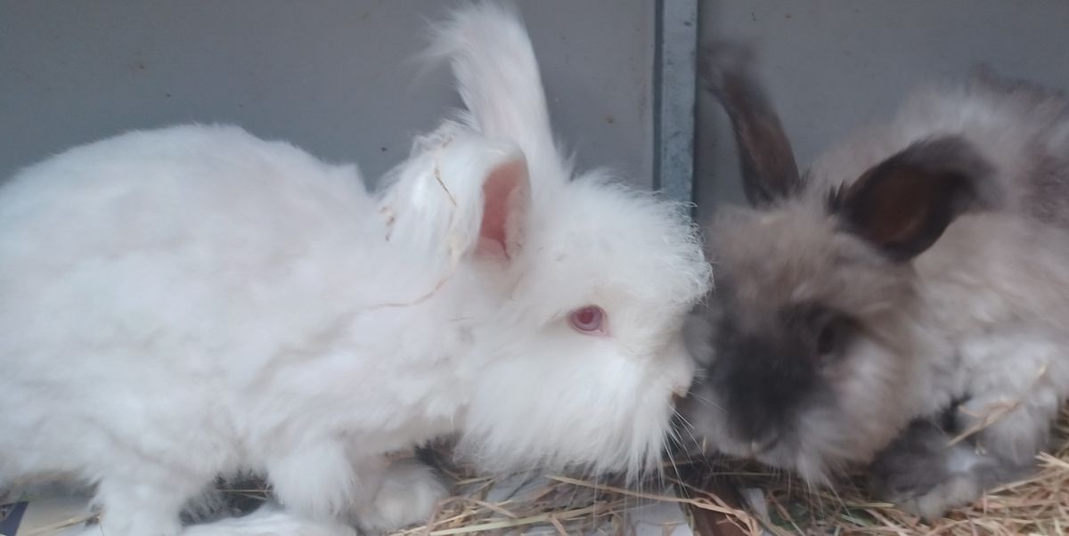 Gallery image: Cashmere