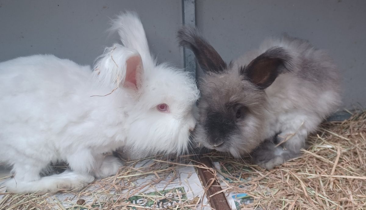 Gallery image: Cashmere