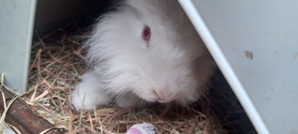 Gallery image: Cotton