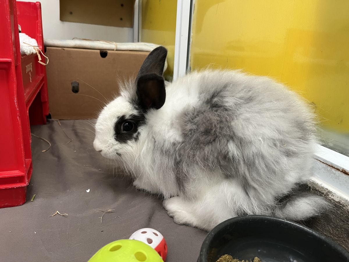 Gallery image: McMuffin